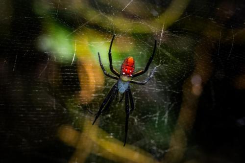 grosse araignée rouge