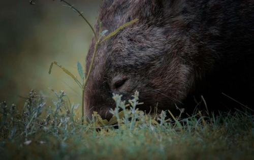 wombat