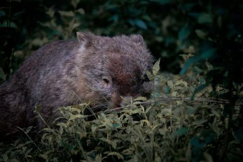 wombat