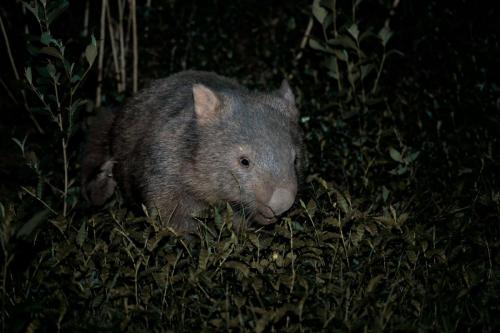wombat de nuit