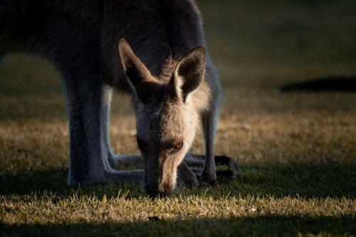 kangourou qui mande de l'herbe