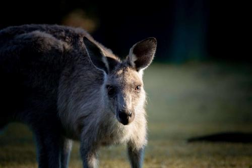 kangourou qui me regarde