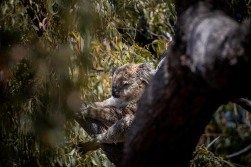 koala eucalyptus 