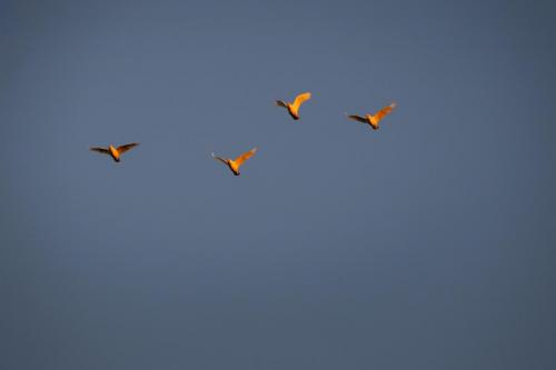 oiseaux coucher de soleil