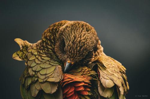 kea 