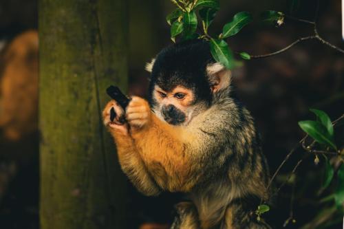 petit singe